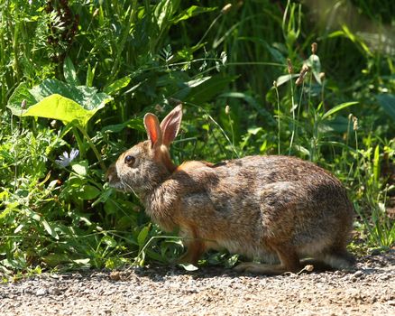 Cottontail Rabbit Sylvilagus feeding in morning sun
