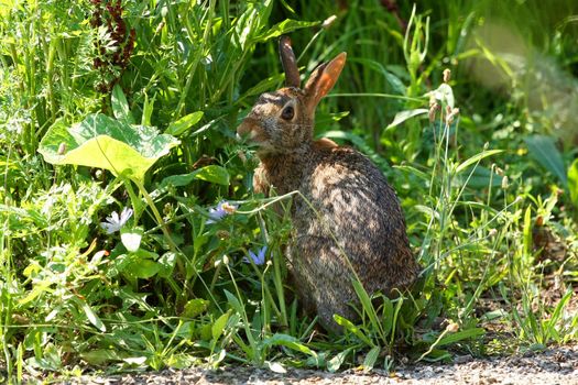 Cottontail Rabbit Sylvilagus feeding in morning sun