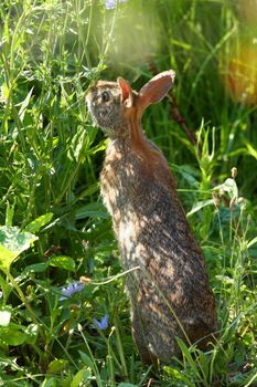 Cottontail Rabbit Sylvilagus feeding in morning sun