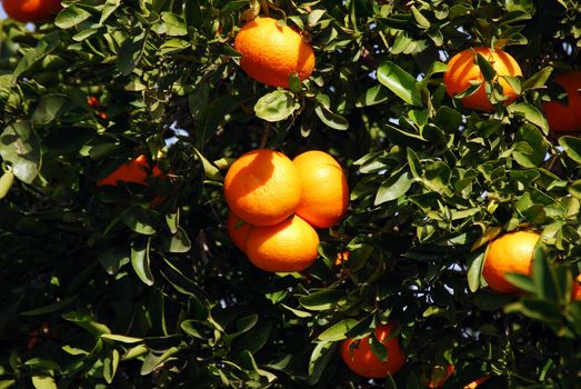 Ripe tangerines on a background of green leaves