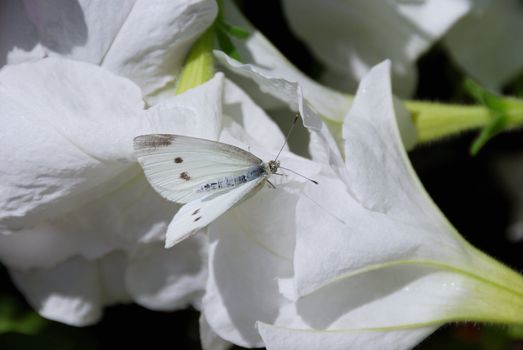 White butterfly rest on the white flower