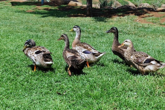 Flock of colorful ducks walking on the green grass