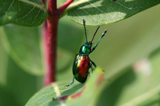 Dogbane Leaf Beetle - Chrysochus auratus on milkweed plant in sun