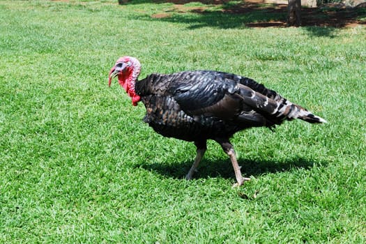 Beautiful male turkey is walking on a meadow