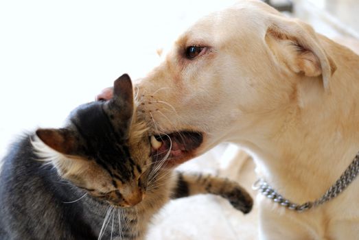 Beautiful striped cat and dog playing on white background