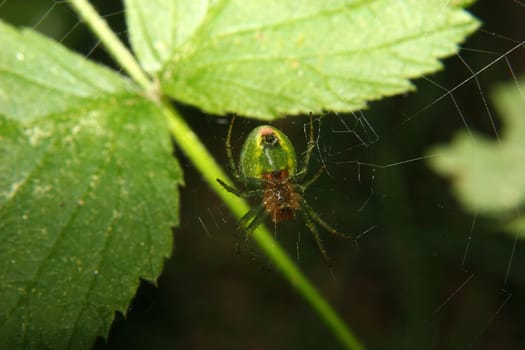 Orb-weaving spiders (Araneus) in their Net
