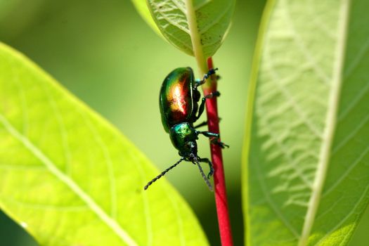 Dogbane Leaf Beetle - Chrysochus auratus on milkweed plant in sun