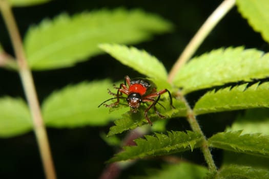 Soldier beetle (Cantharis fusca) on a leaf - Portrait