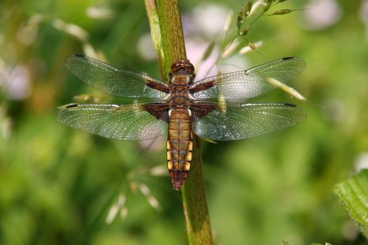 Broad-bodied Chaser (Libellula depressa) - Female on a branch