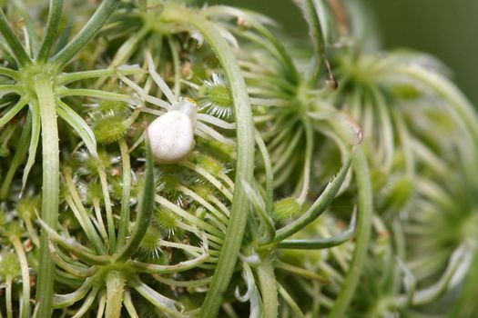 Goldenrod Crab Spider Misumena on Queen Anne's Lace flower