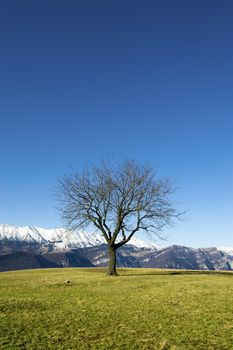 Solitary tree without leaves on a hill with blue sky and snow-capped mountains in the background
