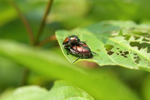 Japanese Beetle Popillia japonica Mating on leaf in sun