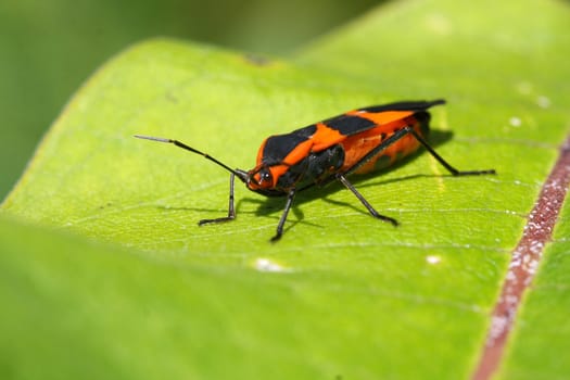 Large Milkweed Bug Oncopeltus fasciatus