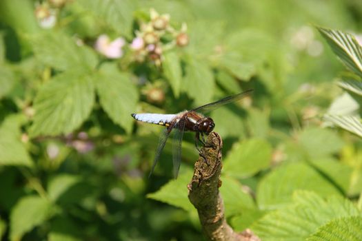 Broad-bodied Chaser (Libellula depressa) - Male on a branch