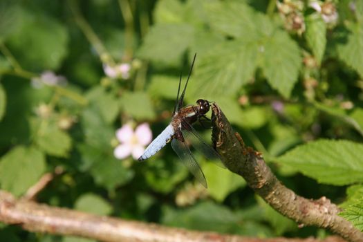 Broad-bodied Chaser (Libellula depressa) - Mal on a branch