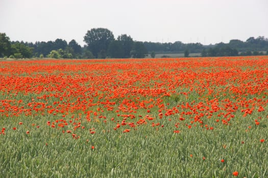 Corn field with corn roses