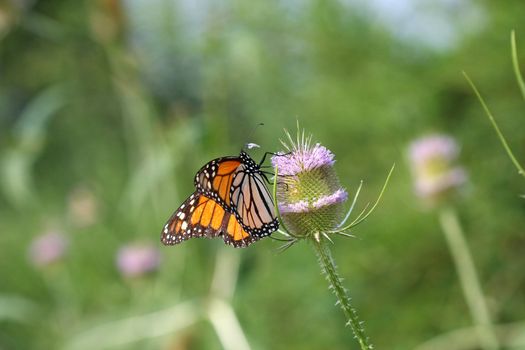 Monarch Butterfly Danaus plexippus in sun