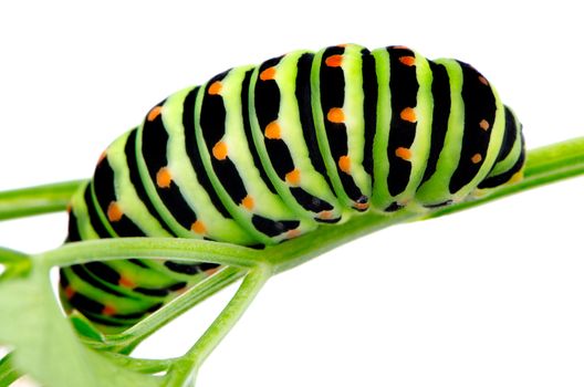 A bright green black swallowtail caterpillar sitting on a celery leaf on white background.