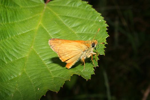 Small Skipper (Thymelicus sylvestris) on a leaf