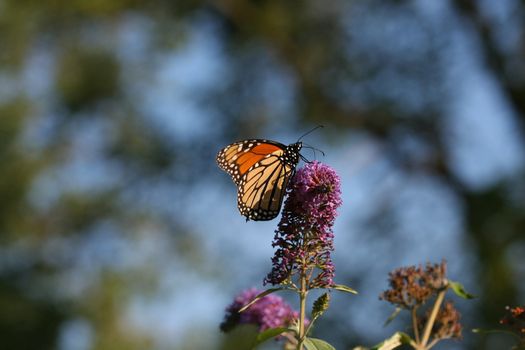 Monarch Butterfly Danaus plexippus on butterfly bush flower