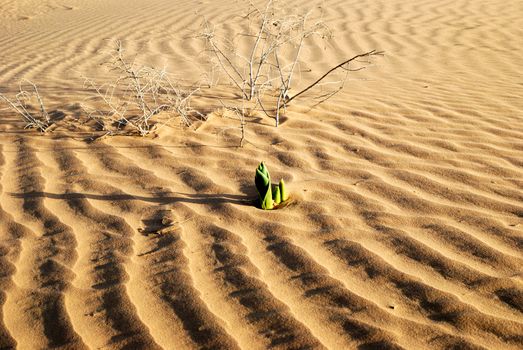 Green plant in the sandy desert. Taken in desert Negev, Israel.