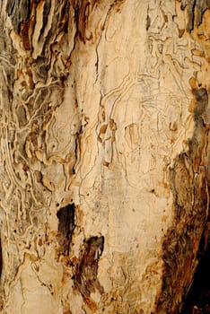 Natural texture of an old tree close-up