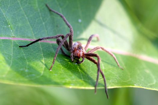 Nursery-web Spider Pisauridae on milkweed leaf