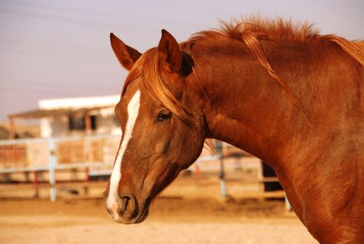 Portrait of a brown horse in the farm close-up