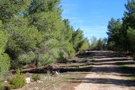 Empty rural scenic road through a forest in the sunny day