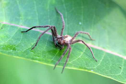 Nursery-web Spider Pisauridae on milkweed leaf