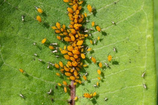Oleander Aphids Aphis nerii on milkweed plant