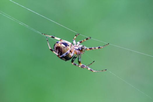 Orb Weaver Spider Neoscona arabesca in web