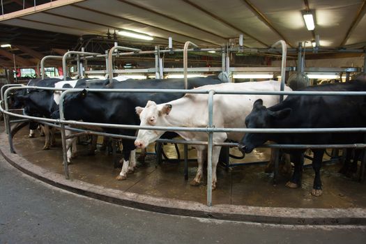 Modern creamery milking parlour with cows in a circle