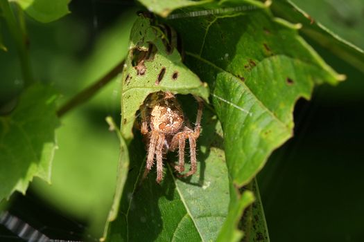 Orb Weaver Spider Neoscona arabesca hiding in leaf