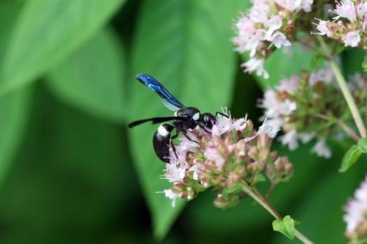 Potters Wasp Eumeninae on Oregano flower
