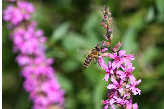 Purple Loosestrife Flower Lythrum salicaria and Honey Bee