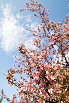 nature series: pink apple bloom in spring season