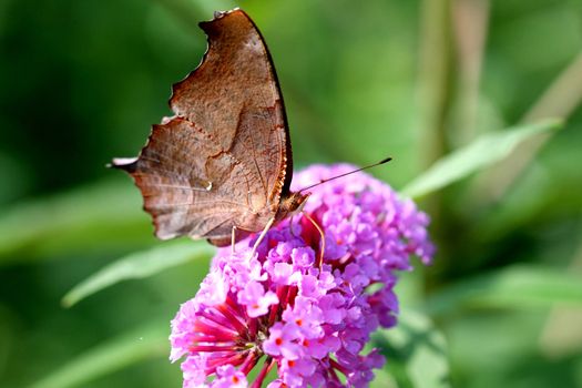 Question Mark Butterfly Polygonia interrogationis feeding on Butterfly Bush Flower
