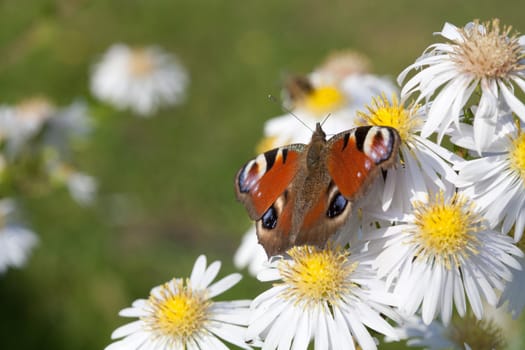 nature series: butterfly on the white flower