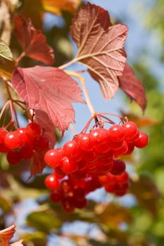 snowball tree with ripe red berry