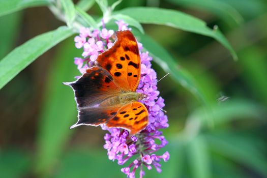 Question Mark Butterfly Polygonia interrogationis feeding on Butterfly Bush Flower