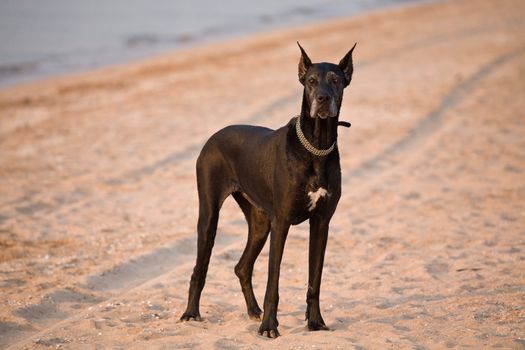 pets series: black dog with collar on the beach