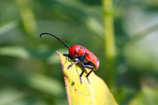Red Milkweed Beetle Tetraopes tetraophthalmus feeding on milkweed