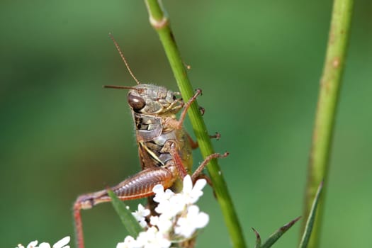 Red-legged Grasshopper on stalk in morning sun