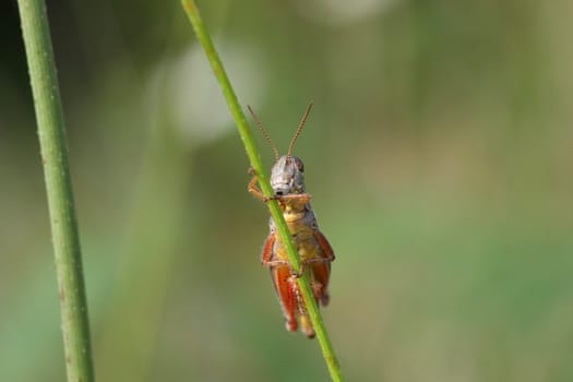 Red-legged Grasshopper on stalk in morning sun