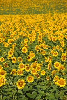 nature series: field of yellow ripe sunflower