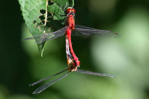 Ruby Meadowhawk Dragonfly Sympetrum rubicundulum mating