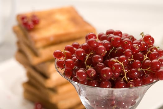 food series: toasts and red currant on the white plate