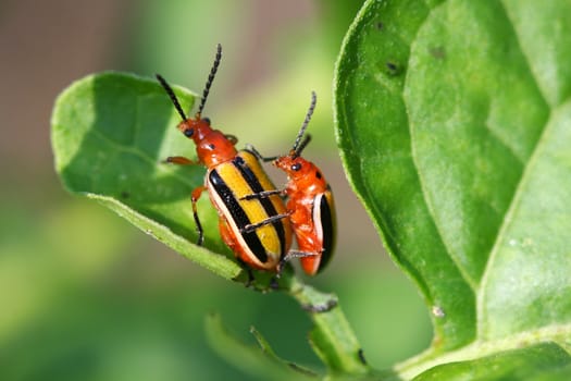 Three-lined Potato Beetle  Lema trilineata mating on leaf