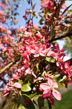 nature series: pink apple bloom in spring season